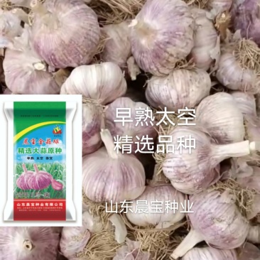 大蒜种子：晨宝蒜乡红十晨宝金蒜球，早熟太空，优质高产。