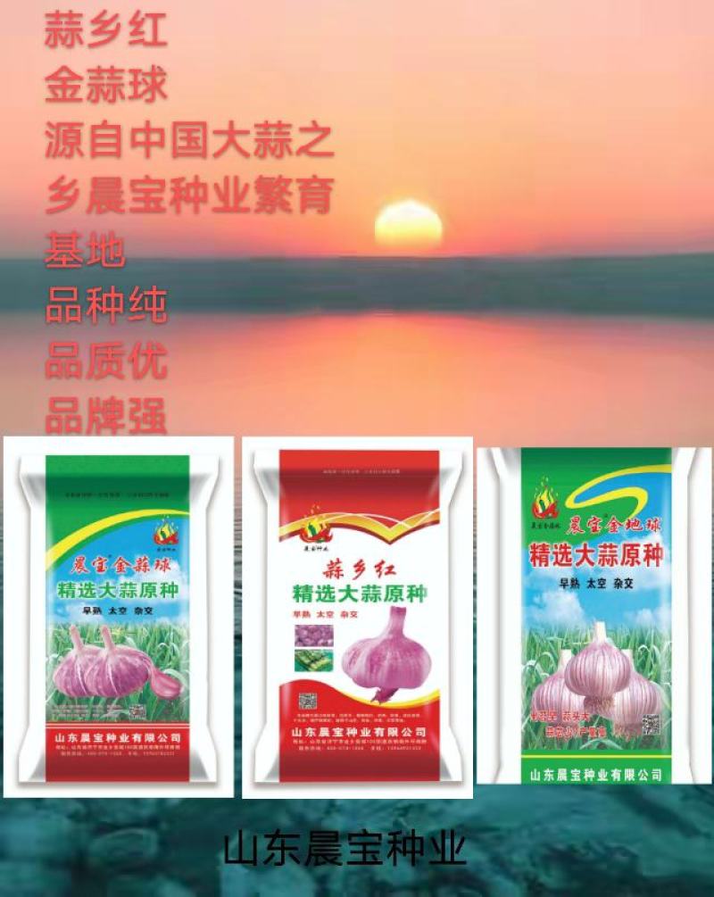 大蒜种子：晨宝蒜乡红十晨宝金蒜球，早熟太空，优质高产。