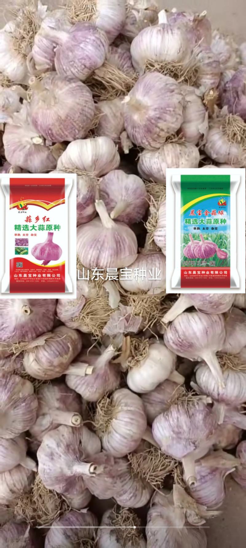 大蒜种子：晨宝蒜乡红十晨宝金蒜球，早熟太空，优质高产。