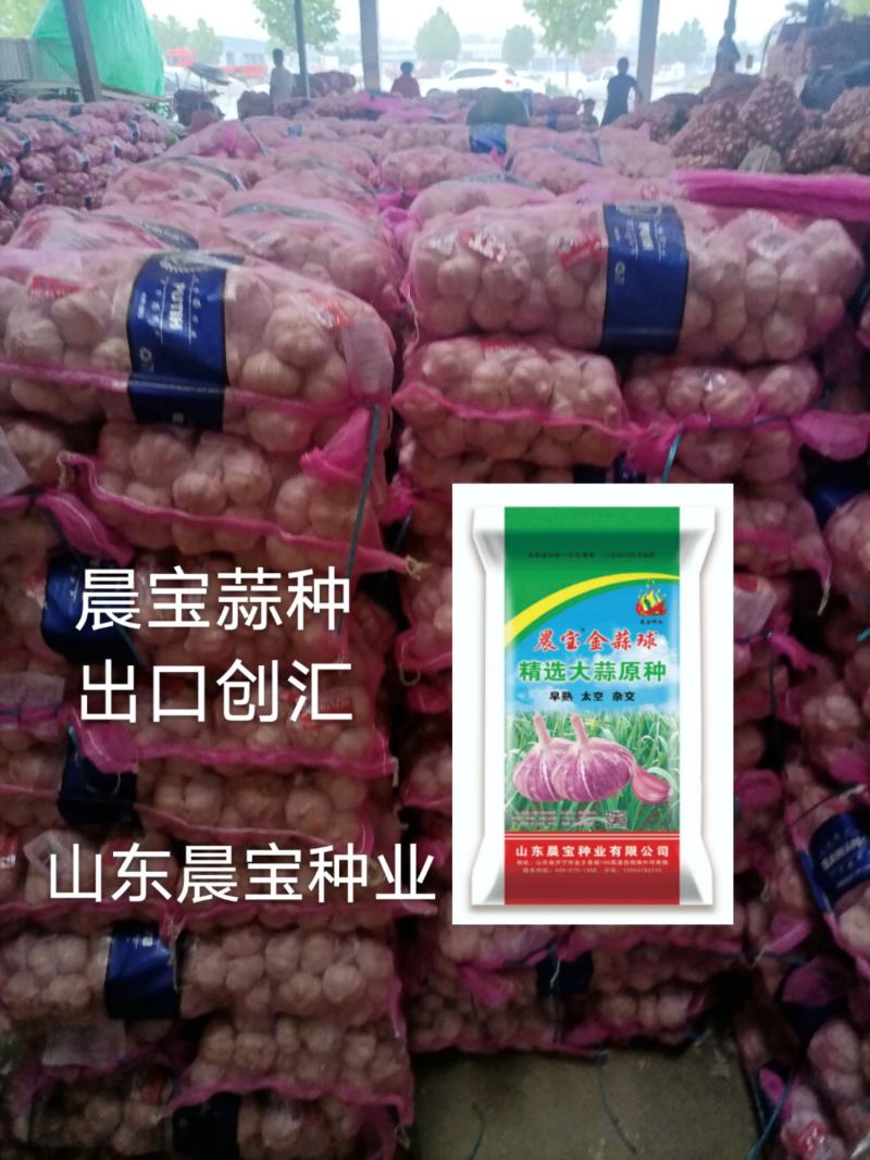 大蒜种子：晨宝蒜乡红十晨宝金蒜球，早熟太空，优质高产。