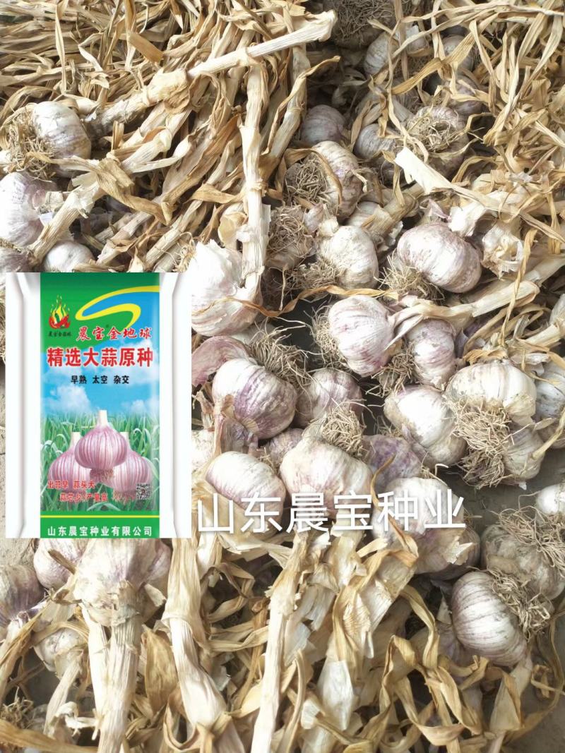 大蒜种子：晨宝蒜乡红十晨宝金蒜球，早熟太空，优质高产。