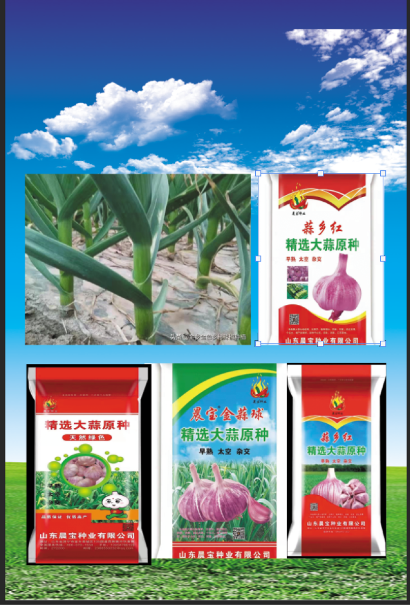 大蒜种子：晨宝蒜乡红十晨宝金蒜球，早熟太空，优质高产。