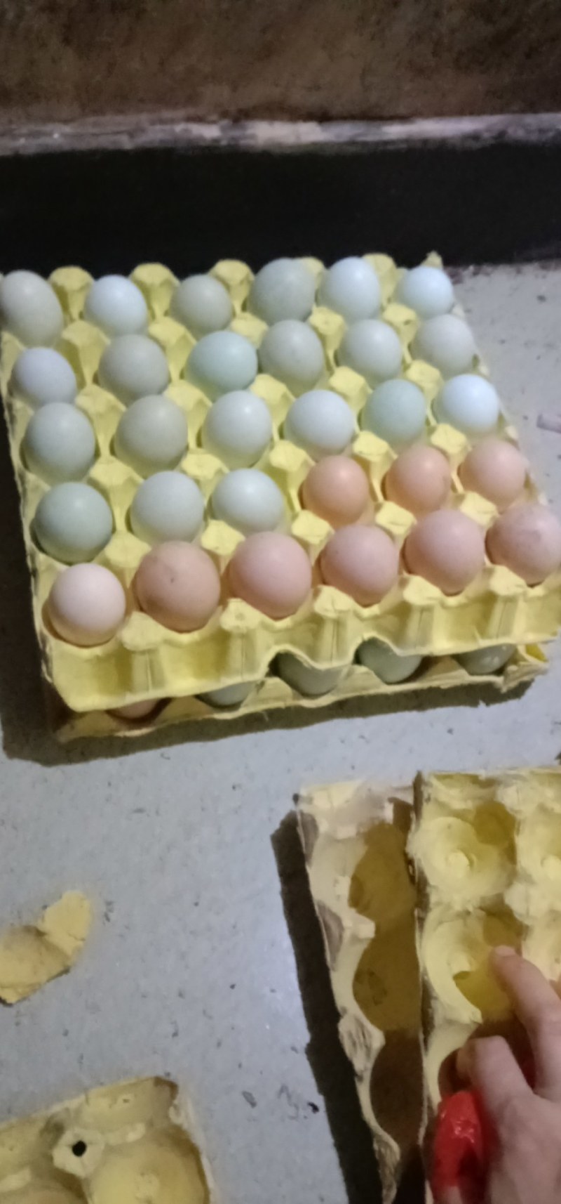 禽畜牧蛋