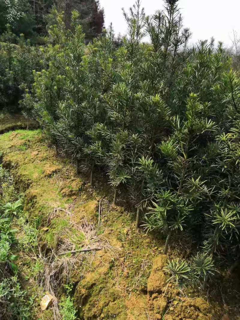 2公分以上罗汉松精品罗汉松绿化工程罗汉松