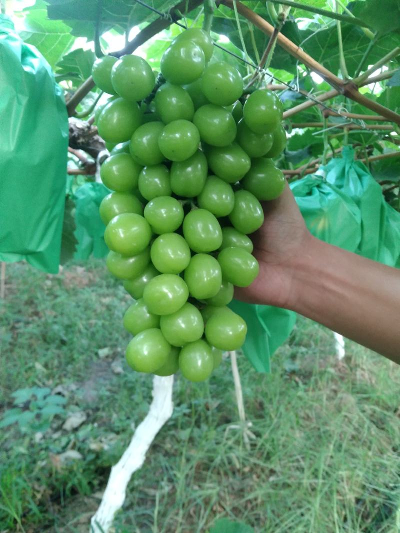 阳光玫瑰葡萄丰产、稳产,大粒,抗病,耐贮性好,