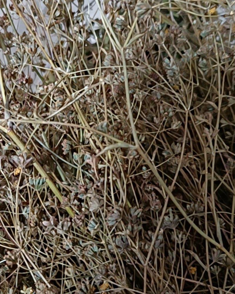 无硫南柴胡滇柴胡云柴胡野生柴胡新货云南雅诺生物雪上小草