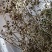 无硫南柴胡滇柴胡云柴胡野生柴胡新货云南雅诺生物雪上小草