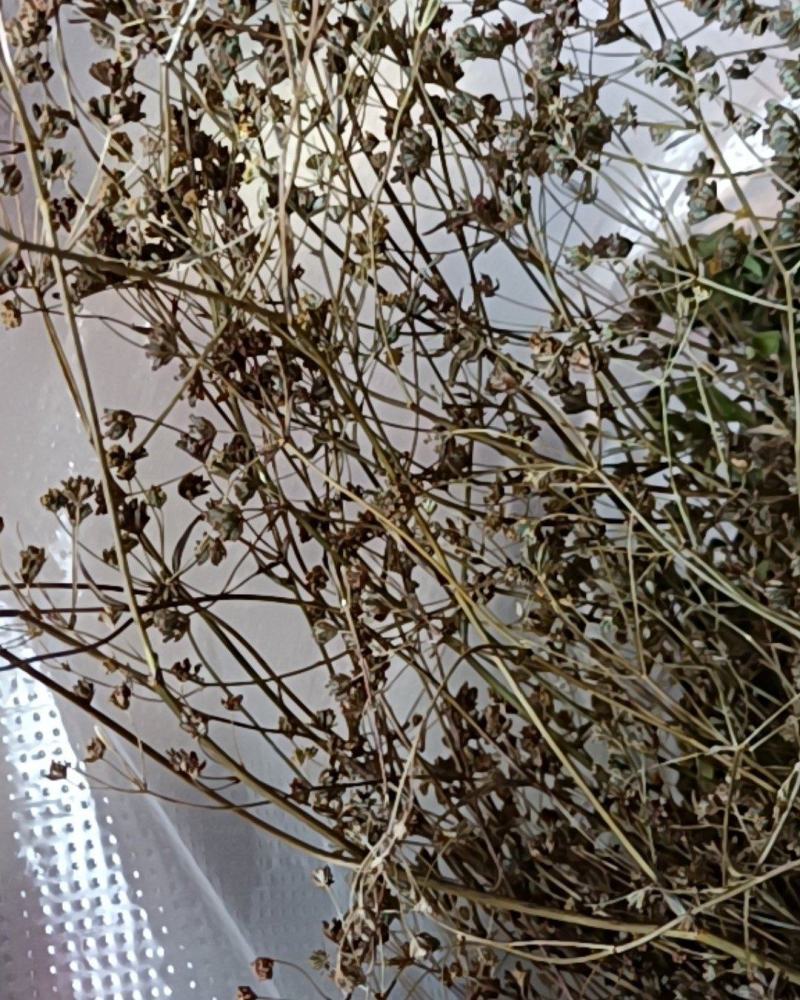 无硫南柴胡滇柴胡云柴胡野生柴胡新货云南雅诺生物雪上小草