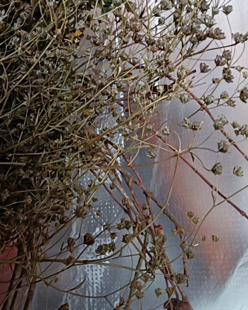 无硫南柴胡滇柴胡云柴胡野生柴胡新货云南雅诺生物雪上小草