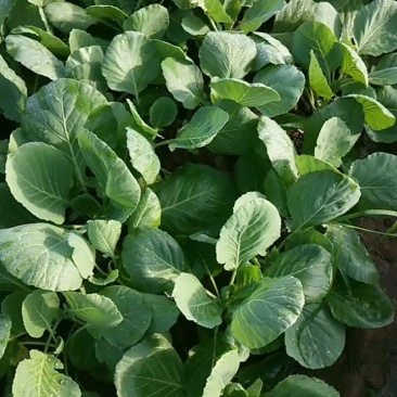 白菜苗，本地脆白菜，基地直供，保值保量，量大从优，可回收