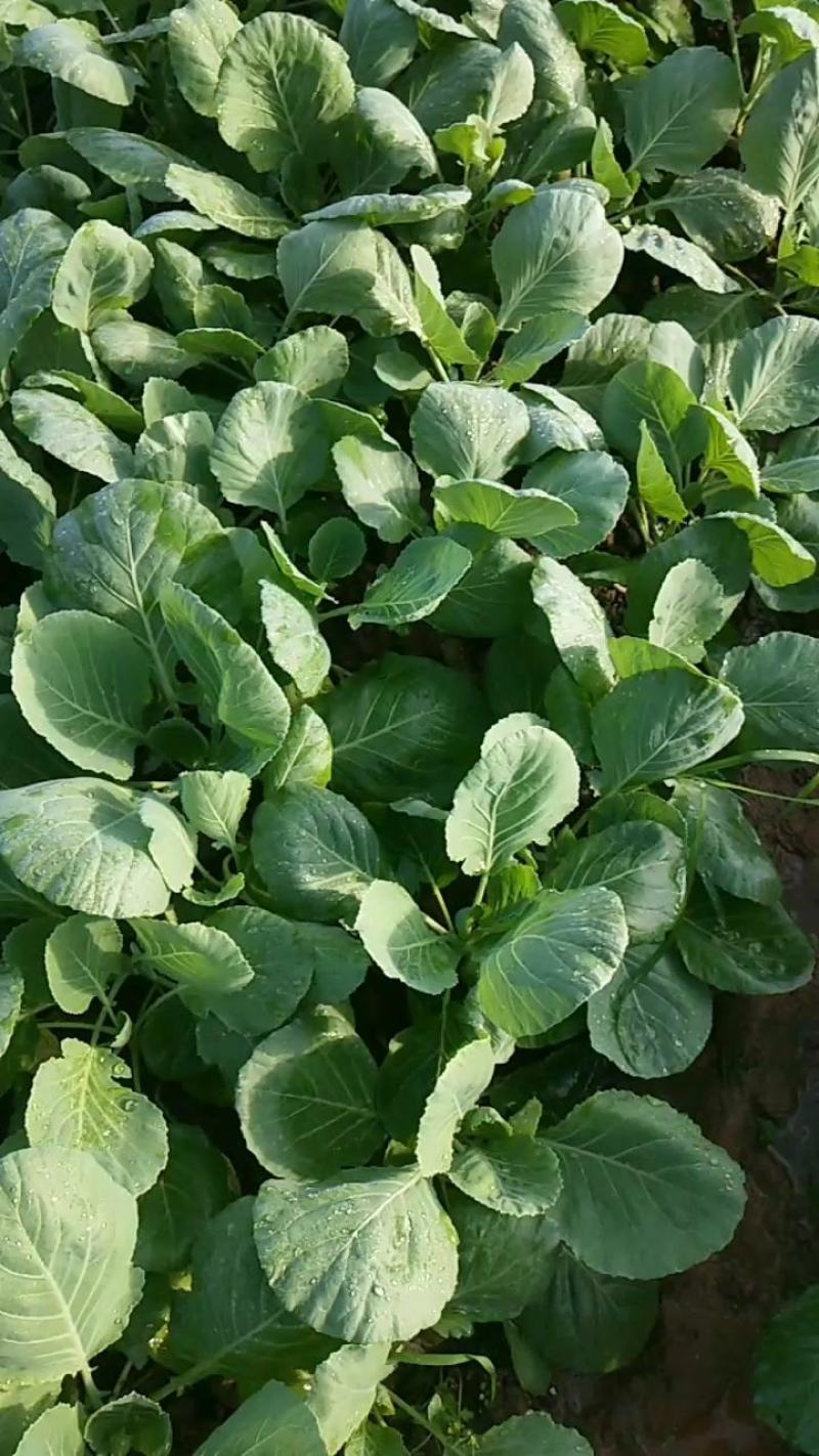 白菜苗，本地脆白菜，基地直供，保值保量，量大从优，可回收