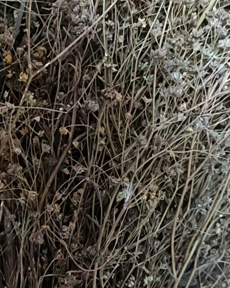 无硫南柴胡滇柴胡云柴胡野生柴胡新货云南雅诺生物雪上小草