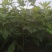 0.4到0.8公分一年生檫木小苗精品檫木