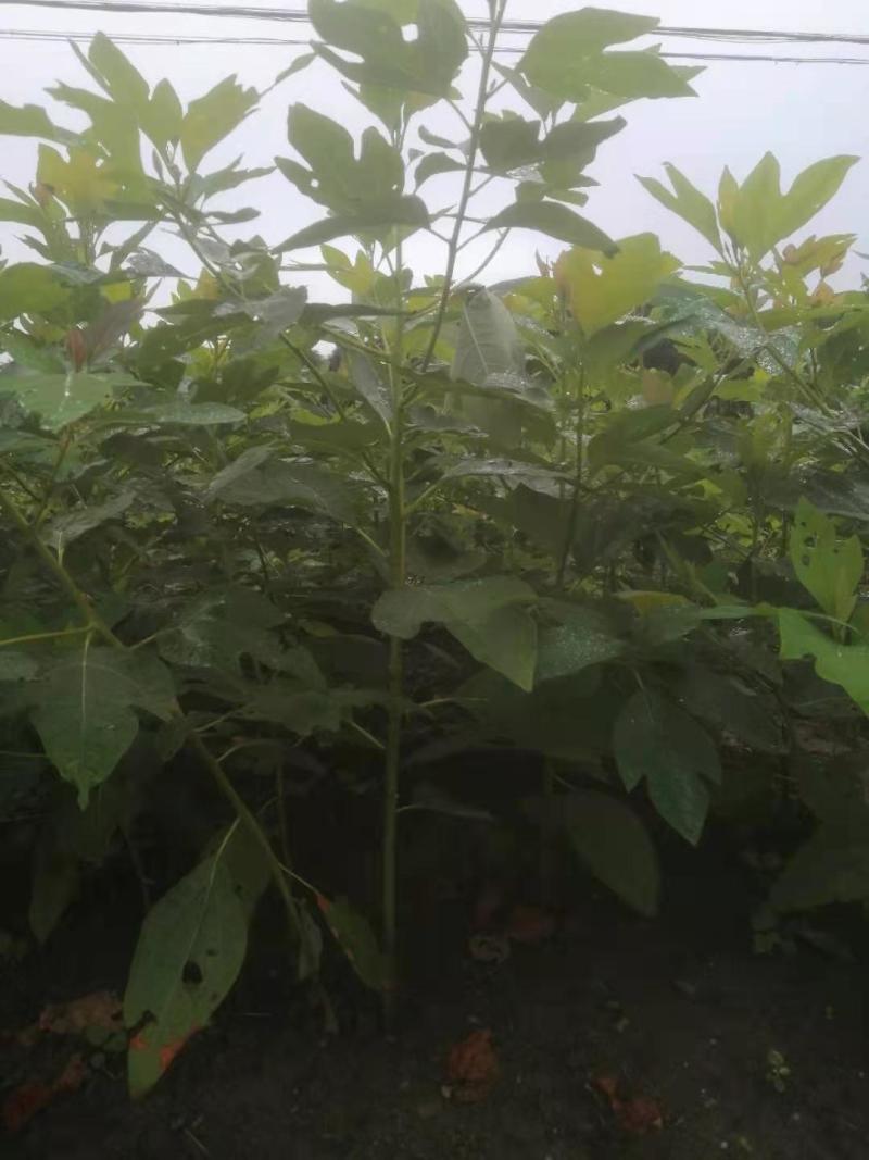 0.4到0.8公分一年生檫木小苗精品檫木