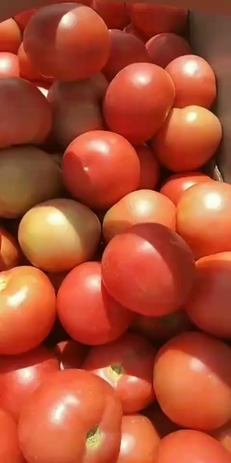 景泰陆地精品西红柿二层果大量上市