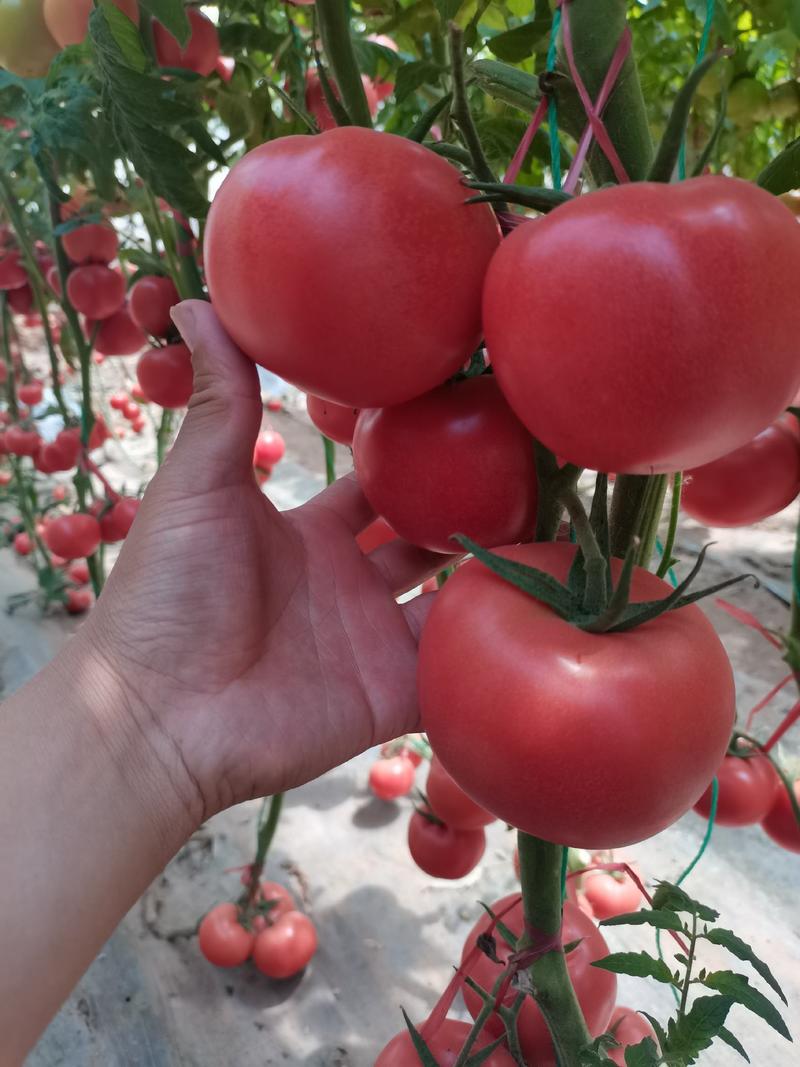 西红柿苗番茄苗抗病毒抗死棵大果精品硬度高
