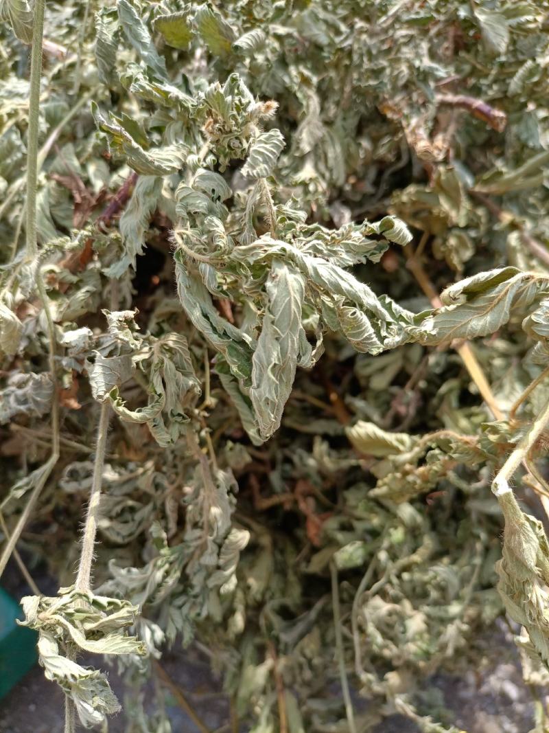 云南无硫人工晒干野生仙鹤草全草切段云南天然植物雪上小草