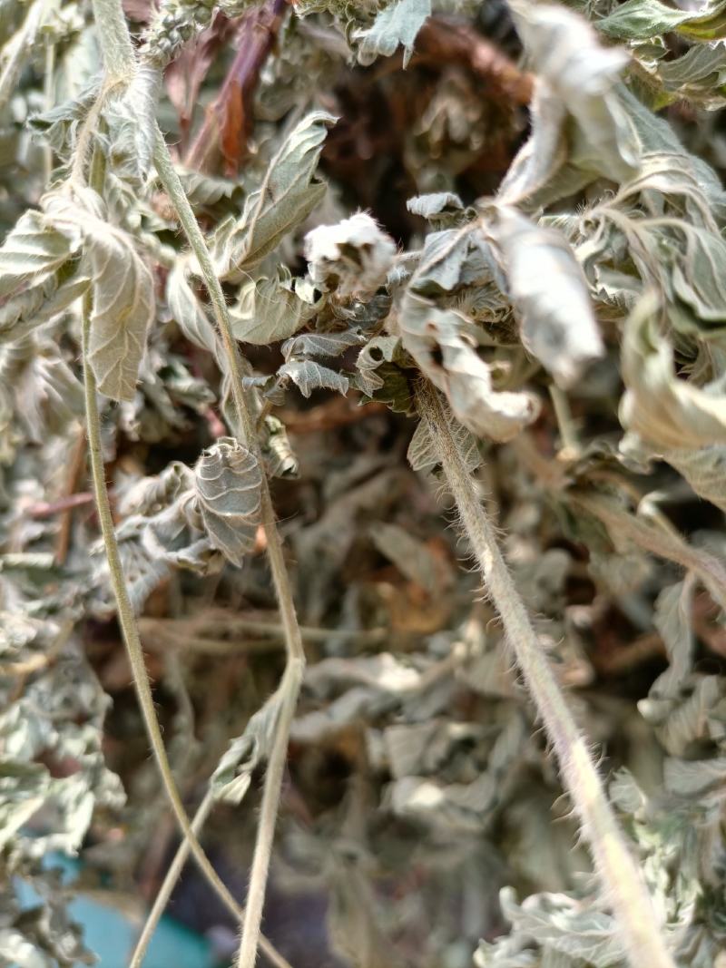 云南无硫人工晒干野生仙鹤草全草切段云南天然植物雪上小草