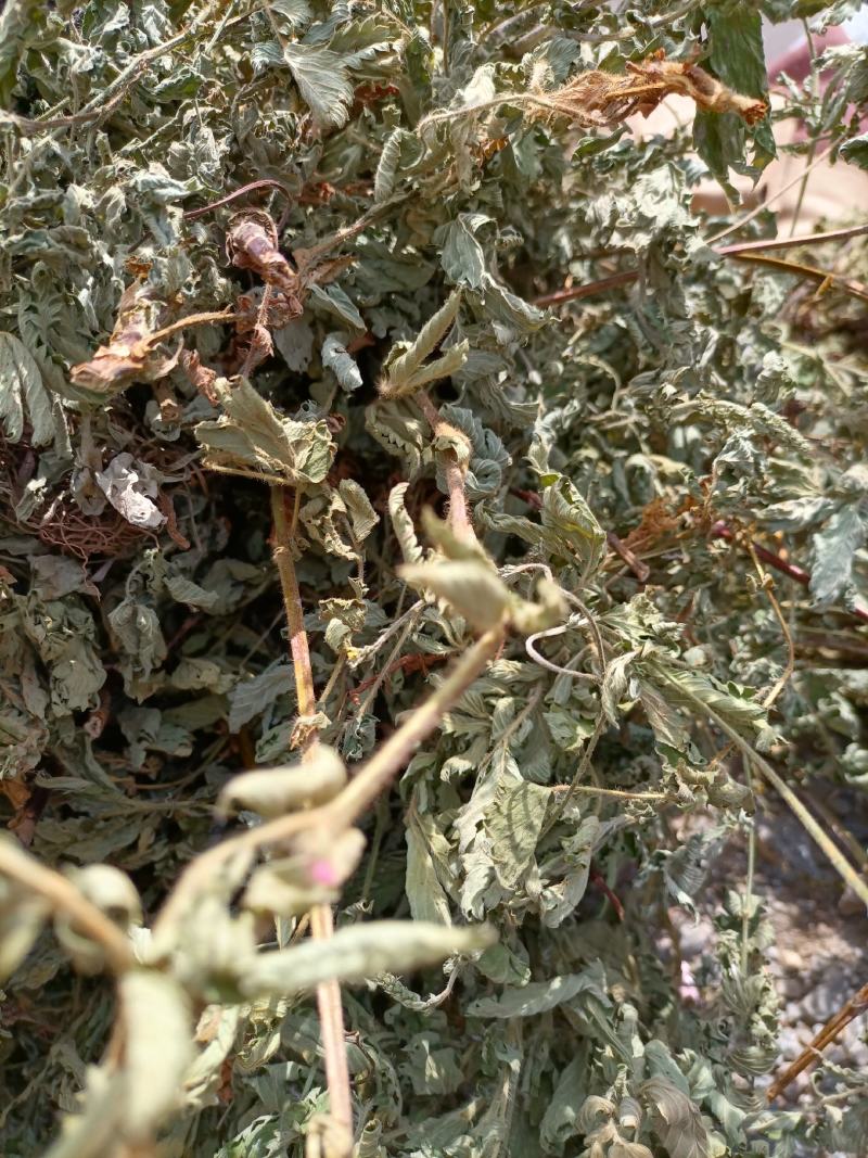 云南无硫人工晒干野生仙鹤草全草切段云南天然植物雪上小草