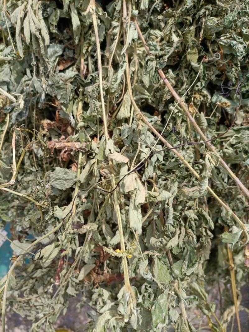 云南无硫人工晒干野生仙鹤草全草切段云南天然植物雪上小草