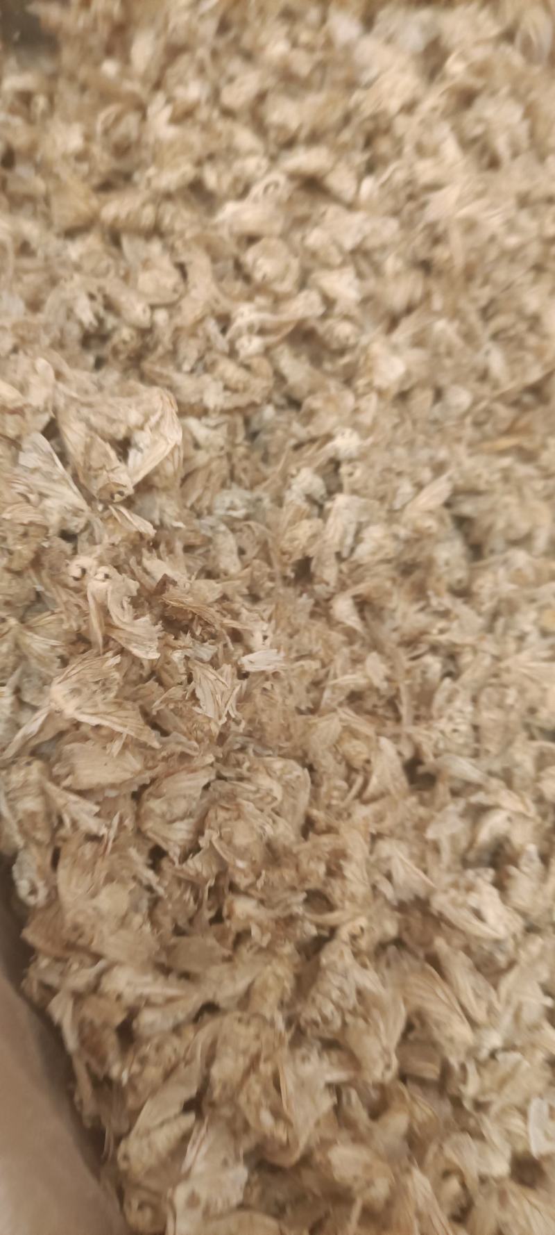 雄蚕蛾精品批发各种中药材