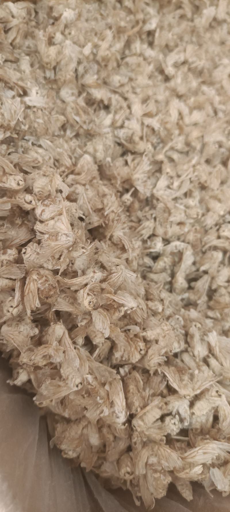 雄蚕蛾精品批发各种中药材