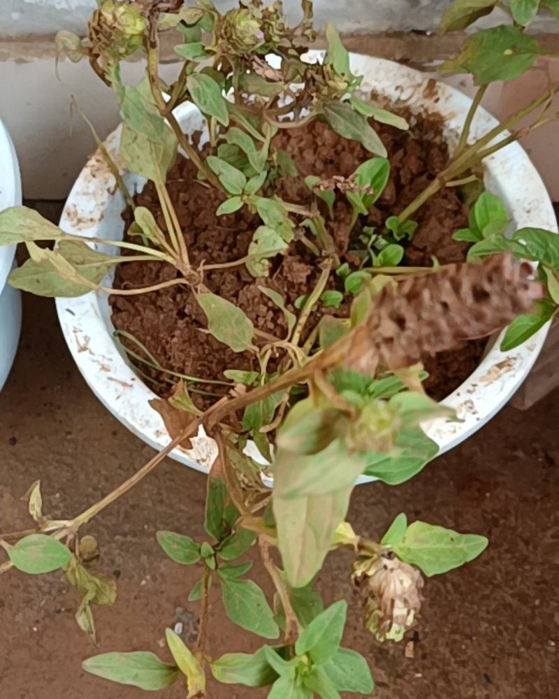 云南自然晒干无硫野生夏枯草花茶花草茶药食同源云南天然植物