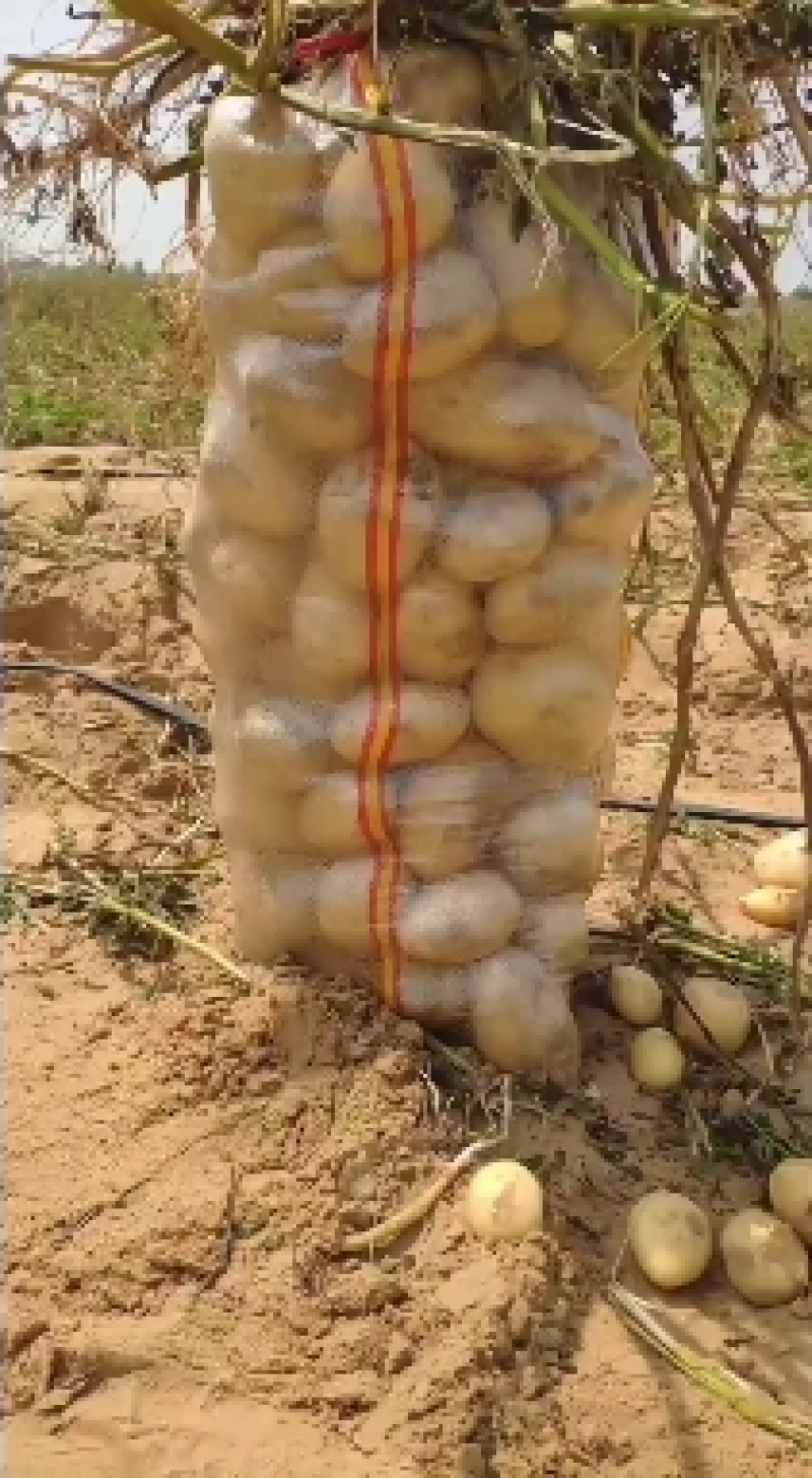 大量土豆上市