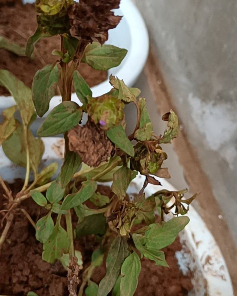 云南自然晒干无硫野生夏枯草花茶花草茶药食同源云南天然植物