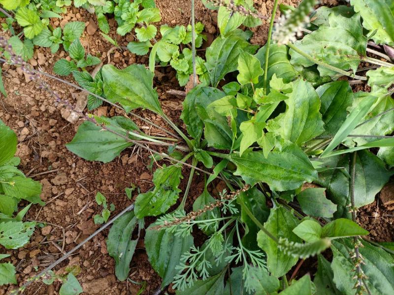 云南自然晒干无硫野生车前草花茶花草茶药食同源初级农产品