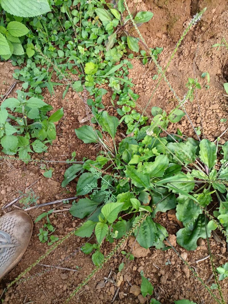 云南自然晒干无硫野生车前草花茶花草茶药食同源初级农产品