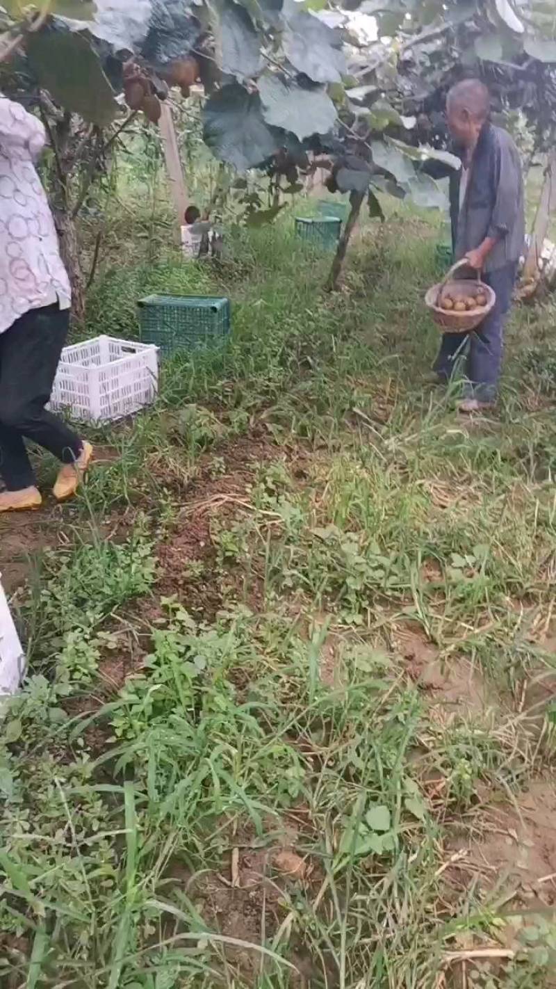 太白山优生金徐香，亚特，海沃德