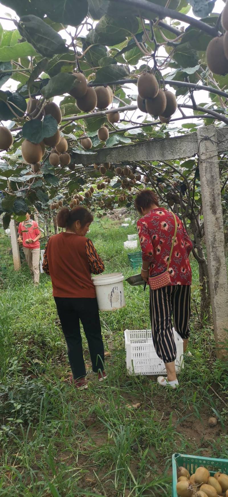 太白山优生金徐香，亚特，海沃德
