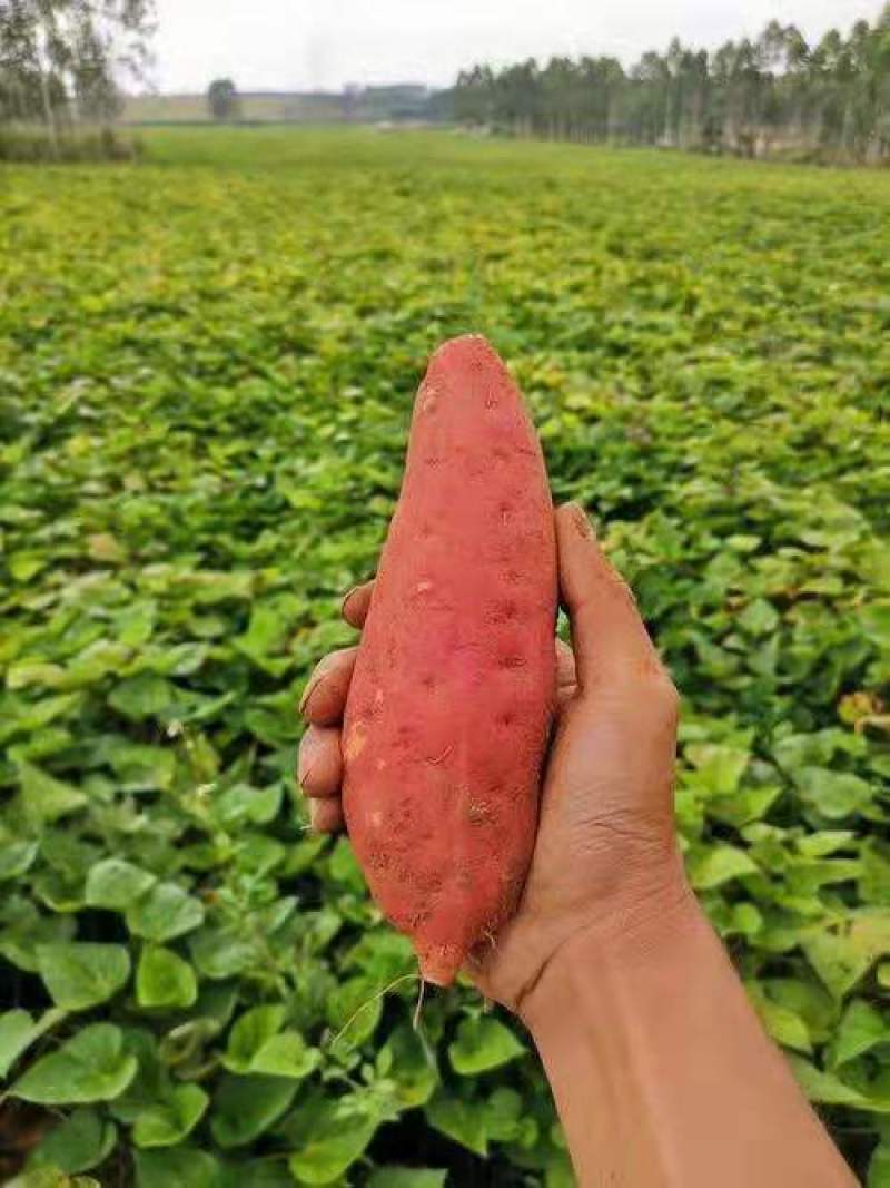 精品西瓜红红薯，河南红薯大量上市了，产地直发，质量保证