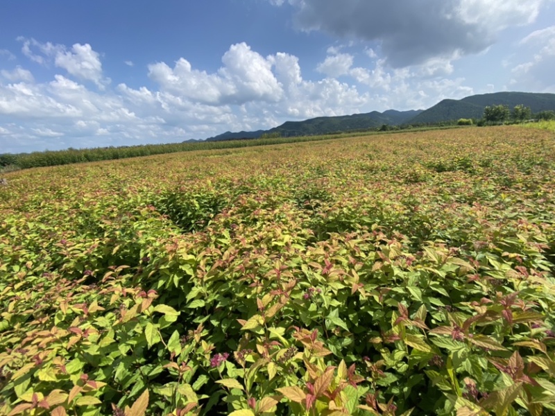 金焰绣线菊适用绿化工程及盆景观赏海量低价全国包邮