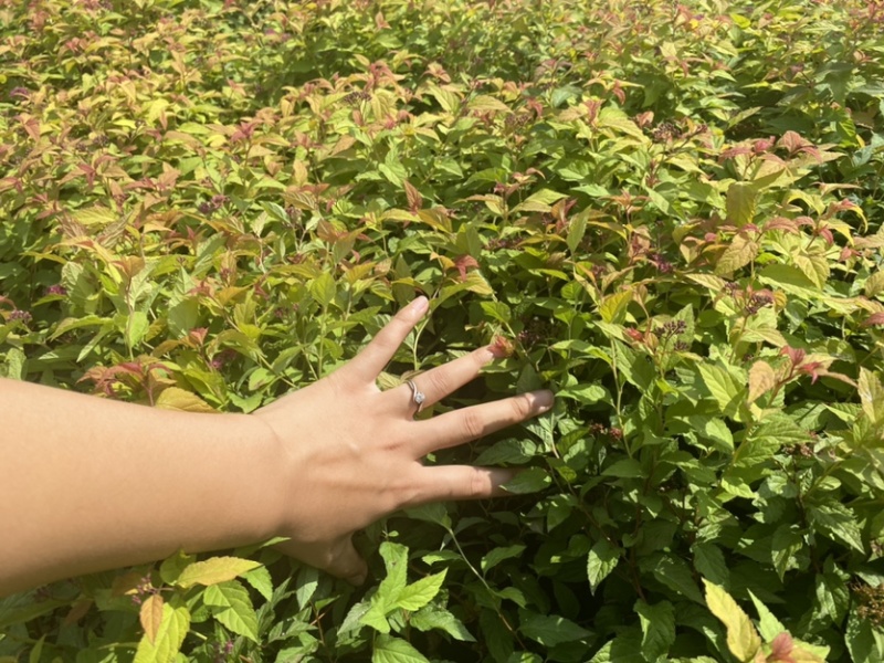 金焰绣线菊适用绿化工程及盆景观赏海量低价全国包邮