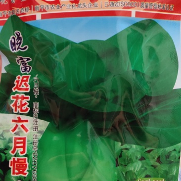 迟花六月慢青菜种子，耐寒性极强，