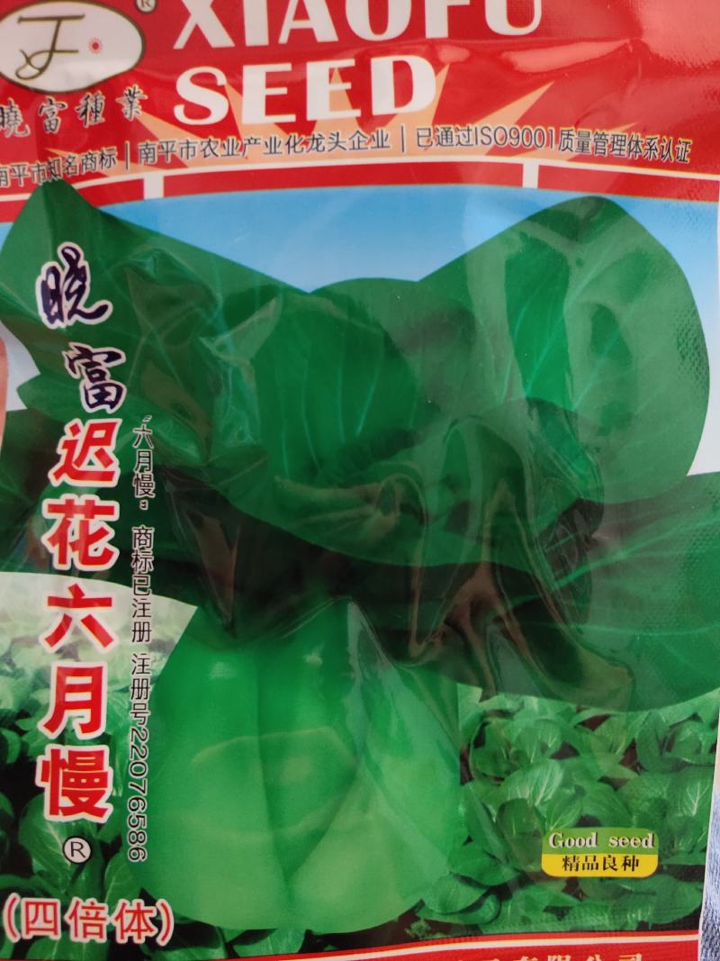 迟花六月慢青菜种子，耐寒性极强，