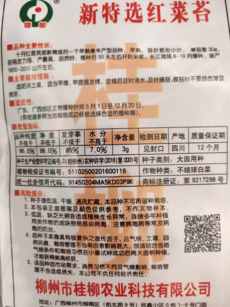 红菜苔十月红早熟抗病高产播种50天采收亩产2000公斤