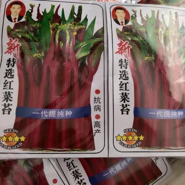 红菜苔十月红早熟抗病高产播种50天采收亩产2000公斤