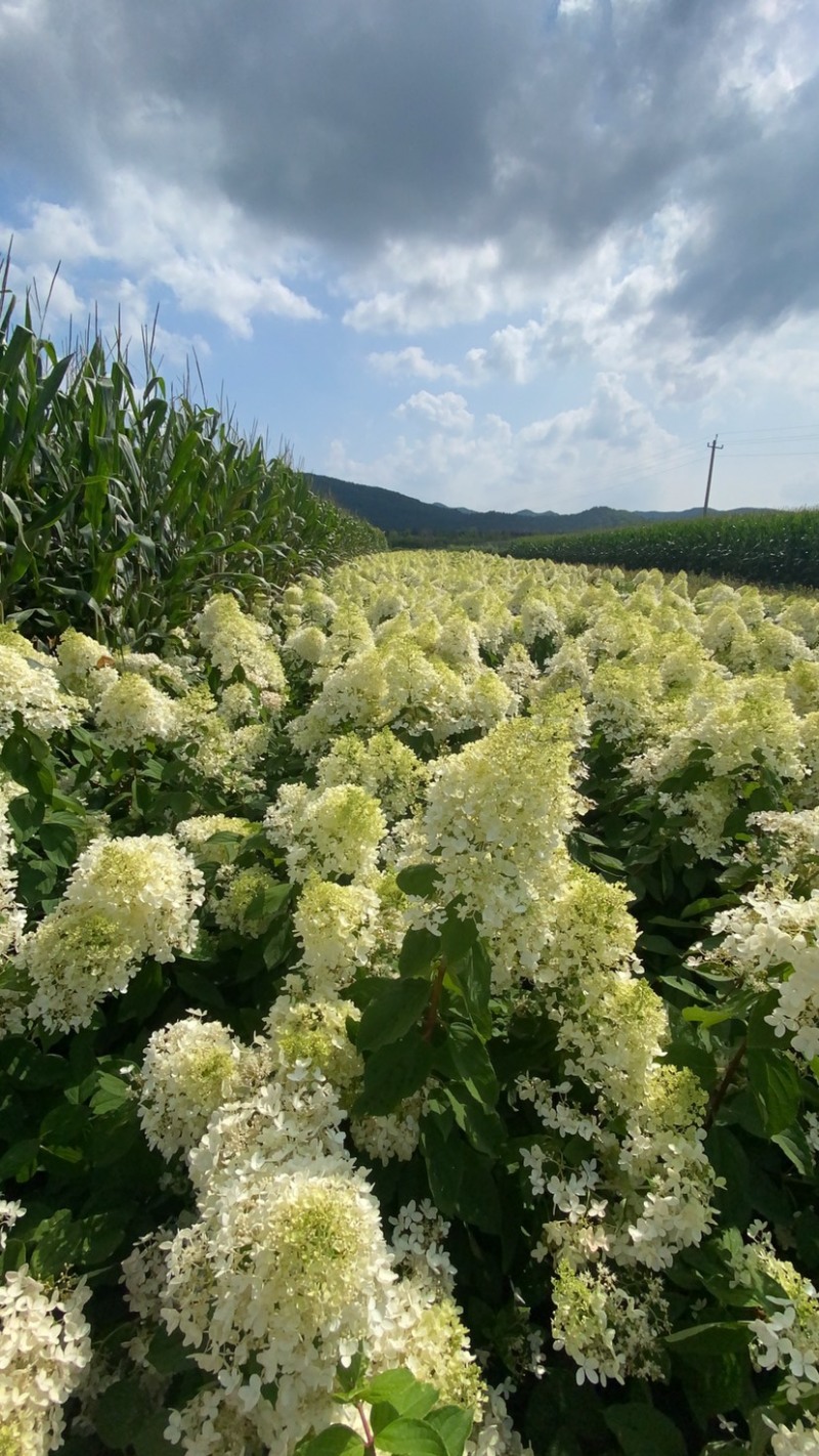 木绣球大花绣球大花水亚木适用于绿化工程及盆栽观赏