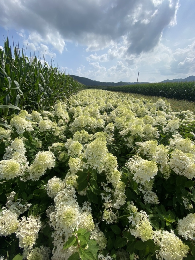 木绣球大花绣球大花水亚木适用于绿化工程及盆栽观赏