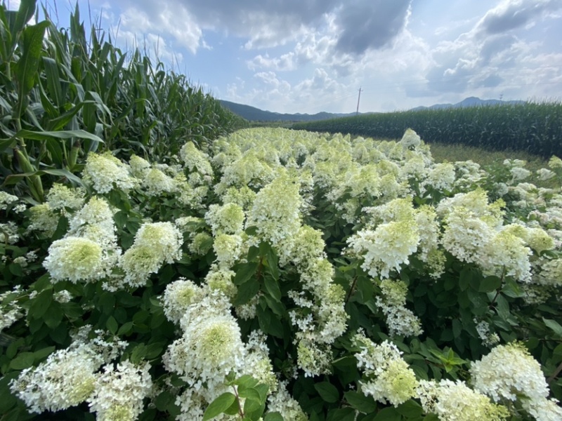 木绣球大花绣球大花水亚木适用于绿化工程及盆栽观赏