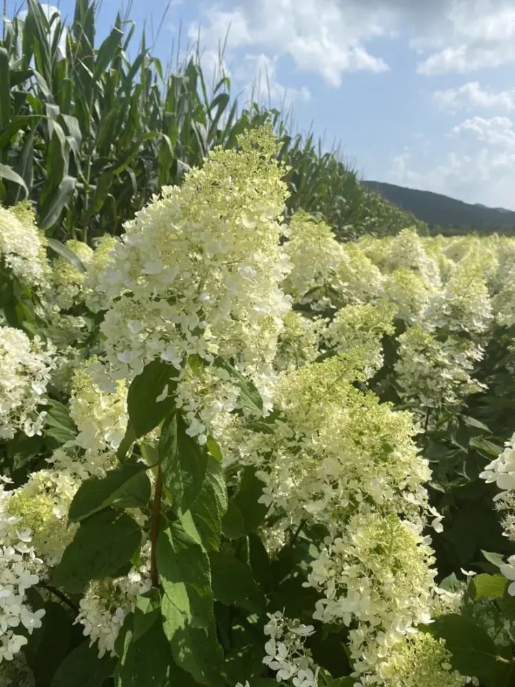 中国 算木花入　f2250224 XC41586中国黄金足金镂空花球吊坠（送S925银链）ZGHJ211038