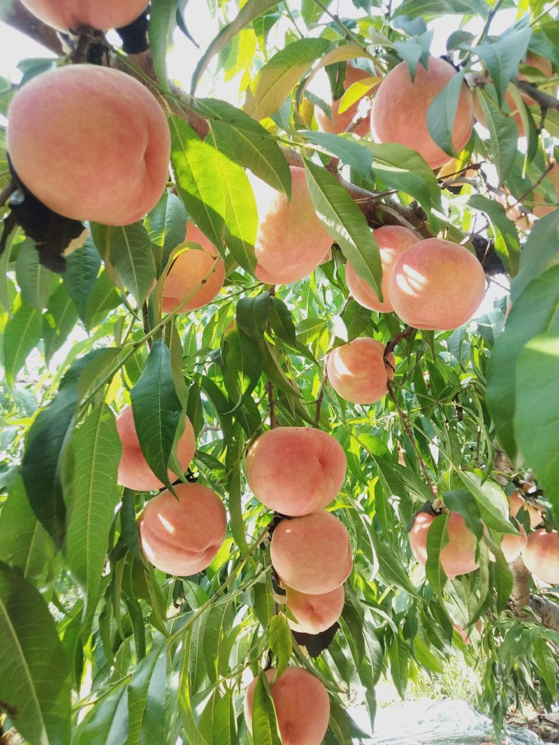 纸袋秦王桃子