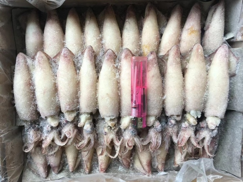 海兔笔管鱼满籽半籽无籽籽玉小笔管质量好价格低视频看货