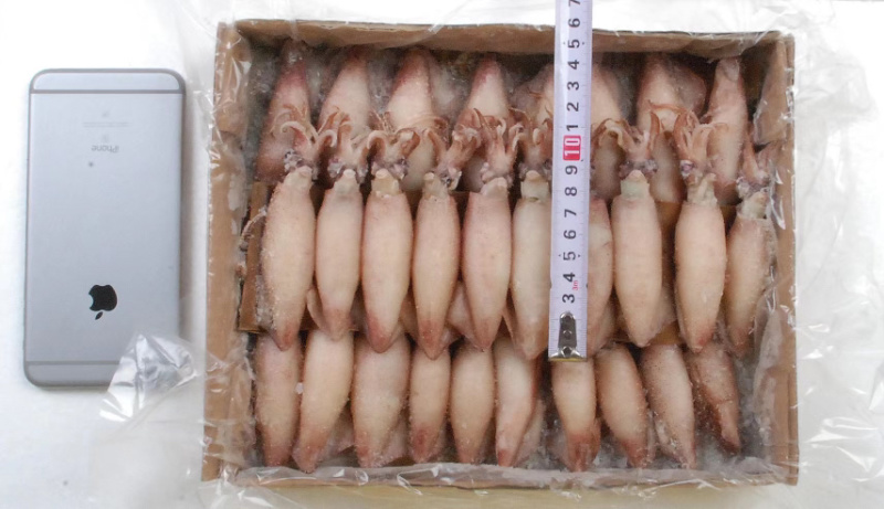 海兔笔管鱼满籽半籽无籽籽玉小笔管质量好价格低视频看货