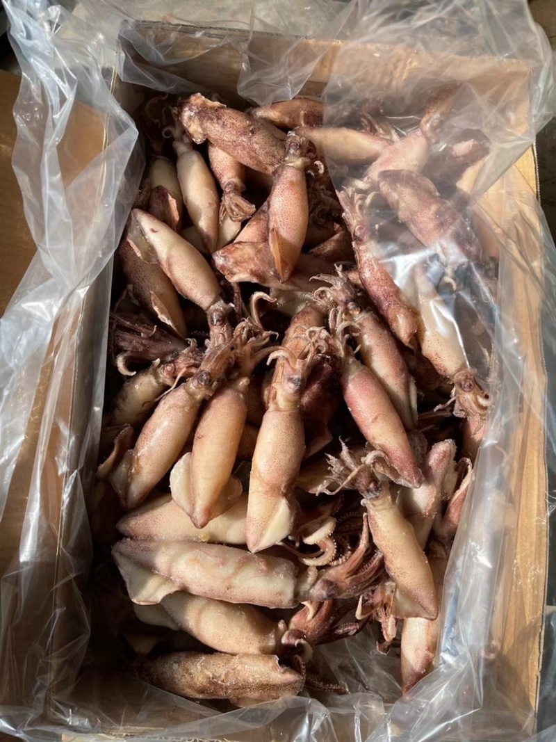 海兔笔管鱼满籽半籽无籽籽玉小笔管质量好价格低视频看货