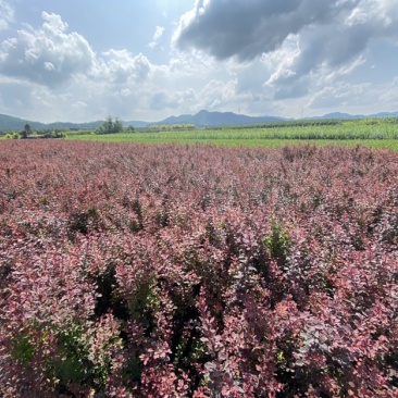 紫叶小檗红叶小檗适用于绿篱及造型景观海量全国包邮