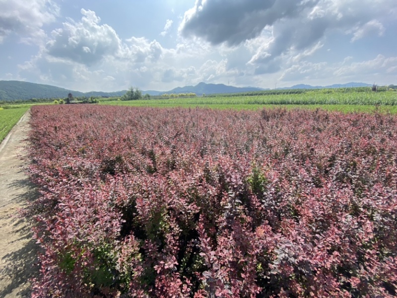 紫叶小檗红叶小檗适用于绿篱及造型景观海量全国包邮